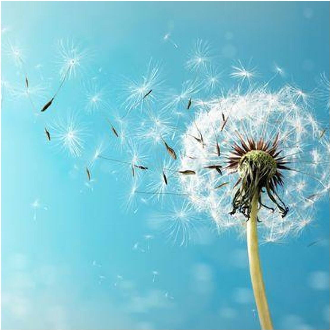 Dandelion seeds blowing in the wind