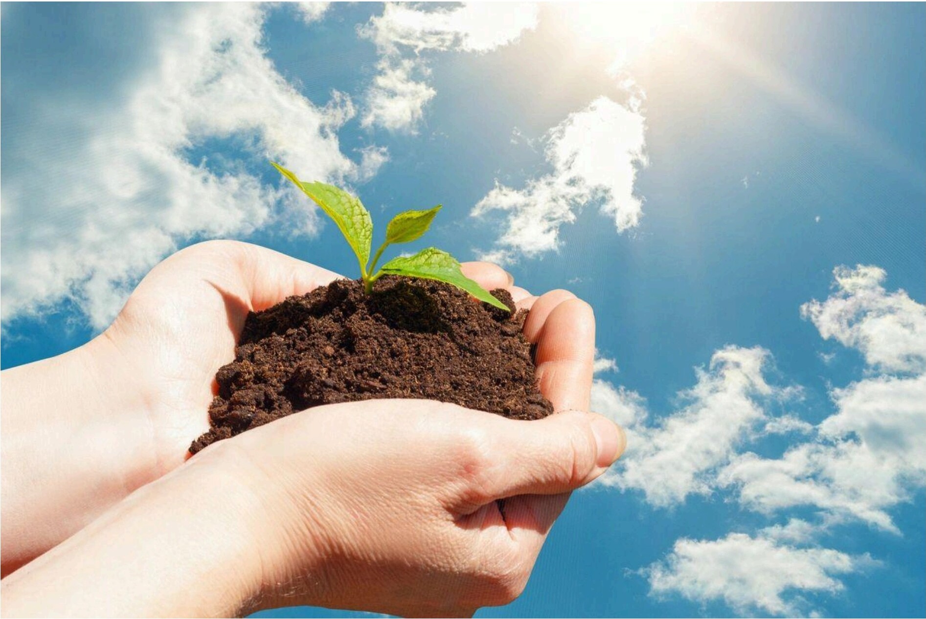 Hands holding soil with a small green plant